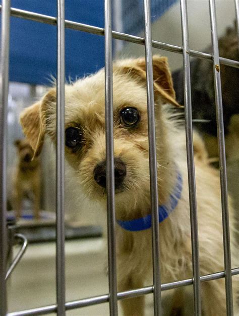 city of bakersfield animal control|Adopt A Dog .